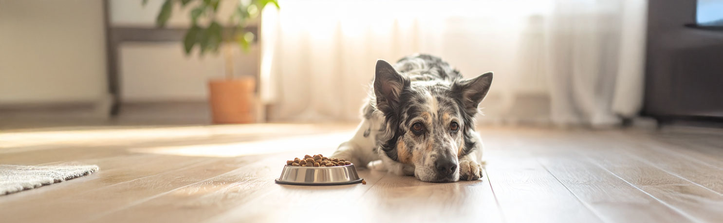 Vétérinaire examinant un chien âgé assis sur la table, à côté d’une gamelle de croquettes.