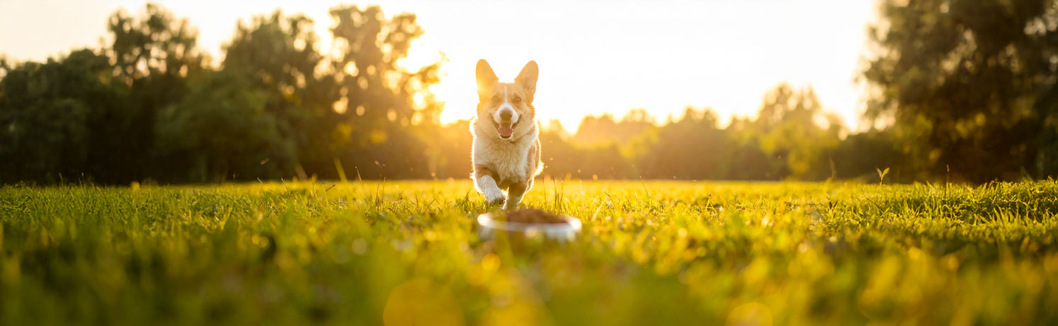 Chien courant dans un champ au lever du soleil vers une gamelle de croquettes posée dans l’herbe.