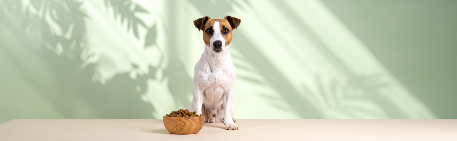 Chiot assis devant une gamelle remplie de croquettes dans un intérieur lumineux.