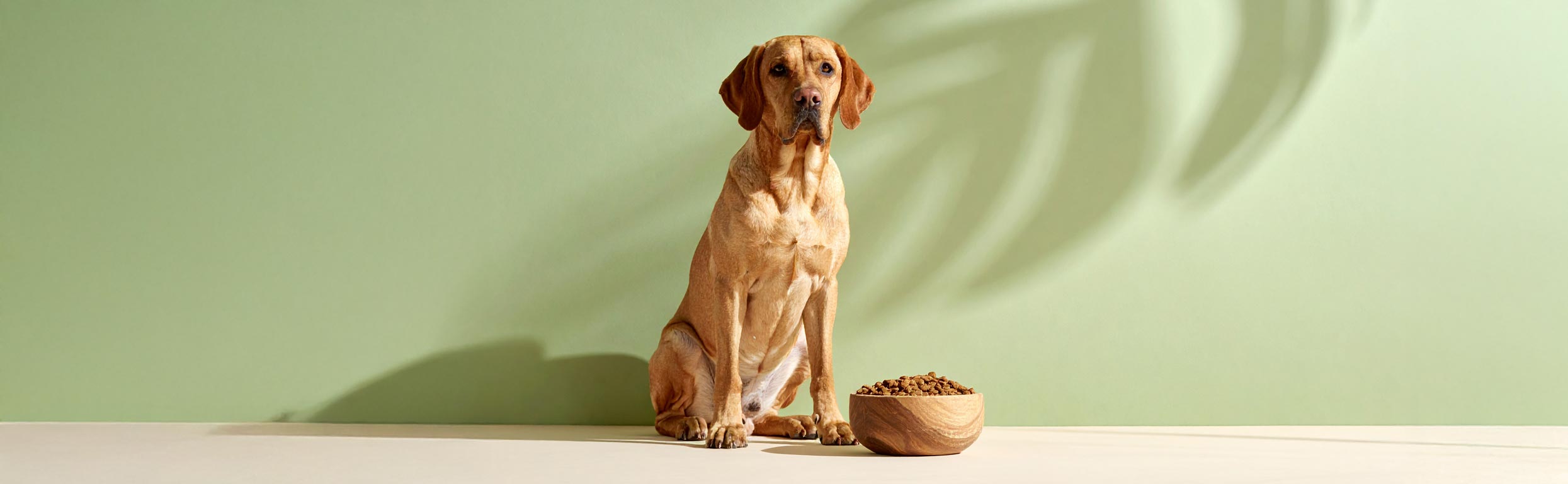 Chien calme près d’un bol de croquettes naturelles sur fond vert doux, illustrant une alimentation saine et équilibrée pour le chien.