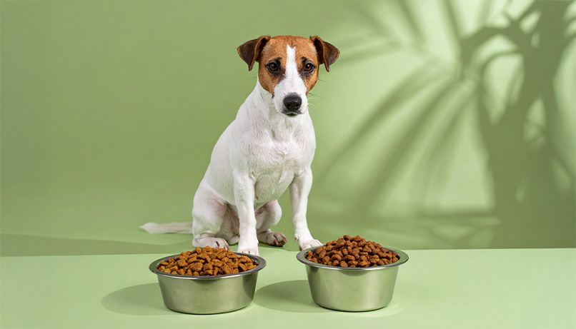 Vétérinaire souriant tenant un chiot lors d’un examen de routine.