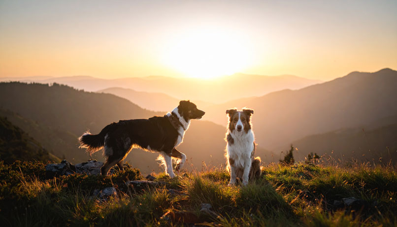 Deux chiens en pleine nature au coucher du soleil, illustrant l’importance d’une alimentation adaptée à leur mode de vie.
