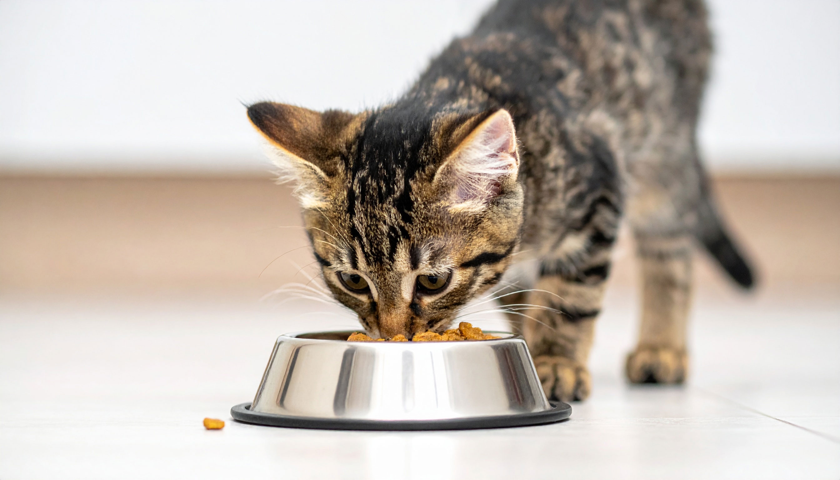 Chat tigré mangeant des croquettes dans une gamelle en acier inoxydable